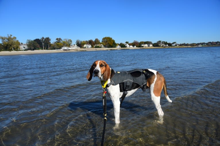 Murphy, a Treeing Walker Coonhound tested with EmbarkVet.com