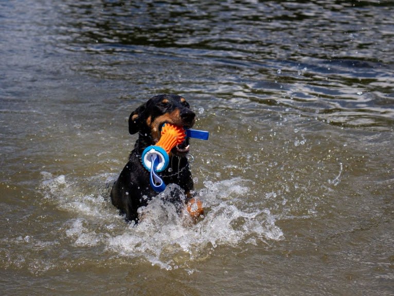 Hati, a Doberman Pinscher and German Shepherd Dog mix tested with EmbarkVet.com