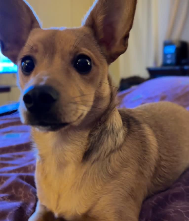 Alexa (Lexi) Isabella, a Chihuahua and Rat Terrier mix tested with EmbarkVet.com