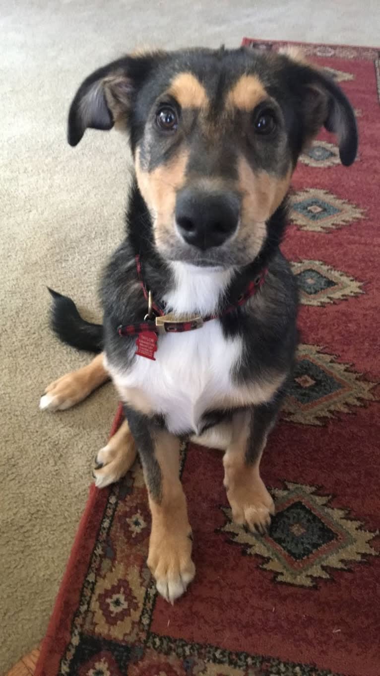 Bauer, an Alaskan Malamute and Shetland Sheepdog mix tested with EmbarkVet.com