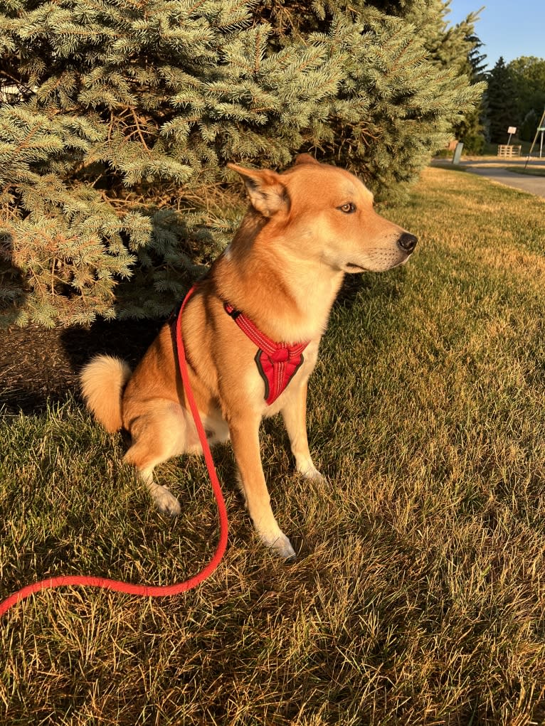 Dax, a Carolina Dog tested with EmbarkVet.com