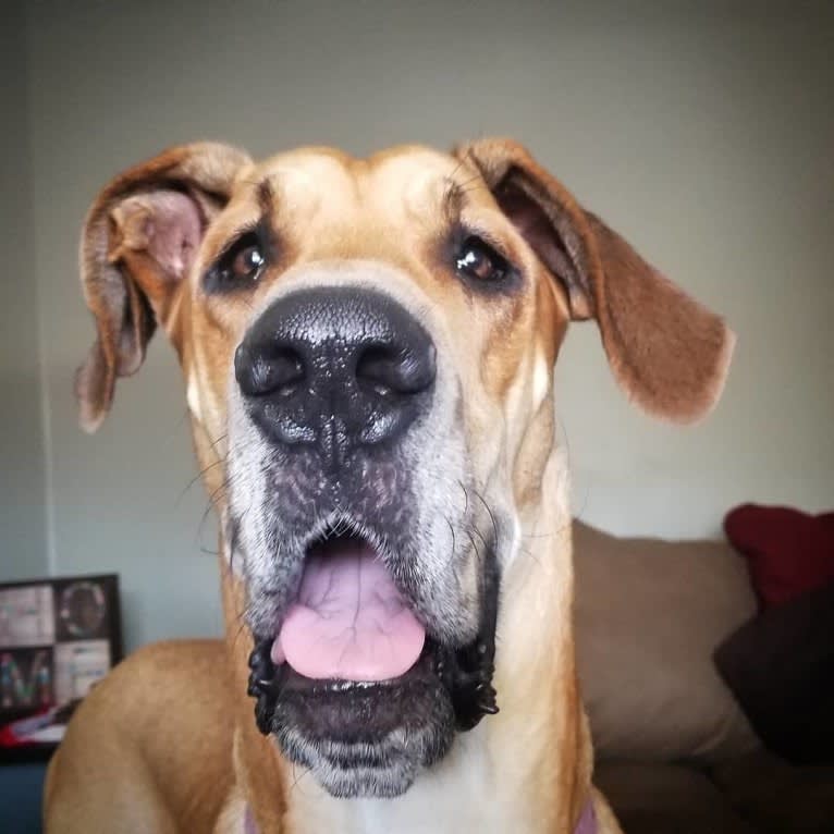 RGD's Remy Reign, a Great Dane tested with EmbarkVet.com