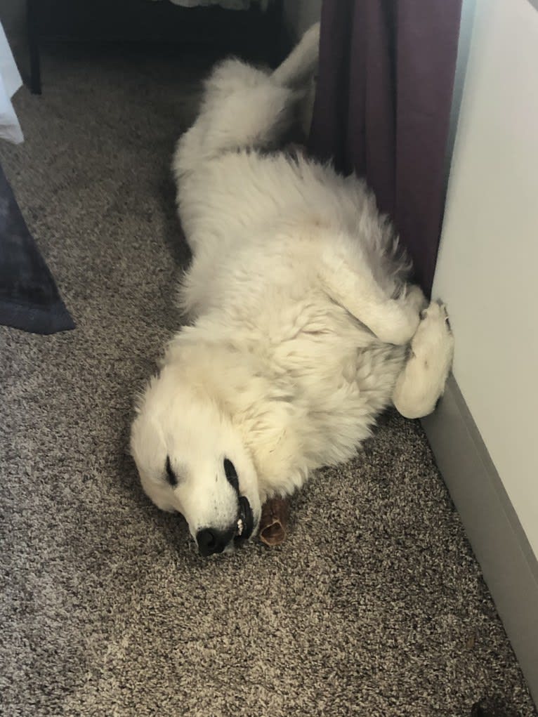 Looney “Chik’in Mini Bandit” Bear, a Great Pyrenees tested with EmbarkVet.com