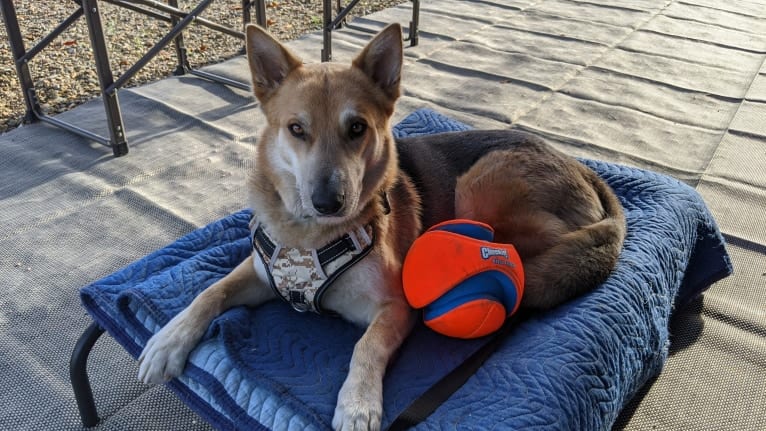 Loki, a German Shepherd Dog and Siberian Husky mix tested with EmbarkVet.com