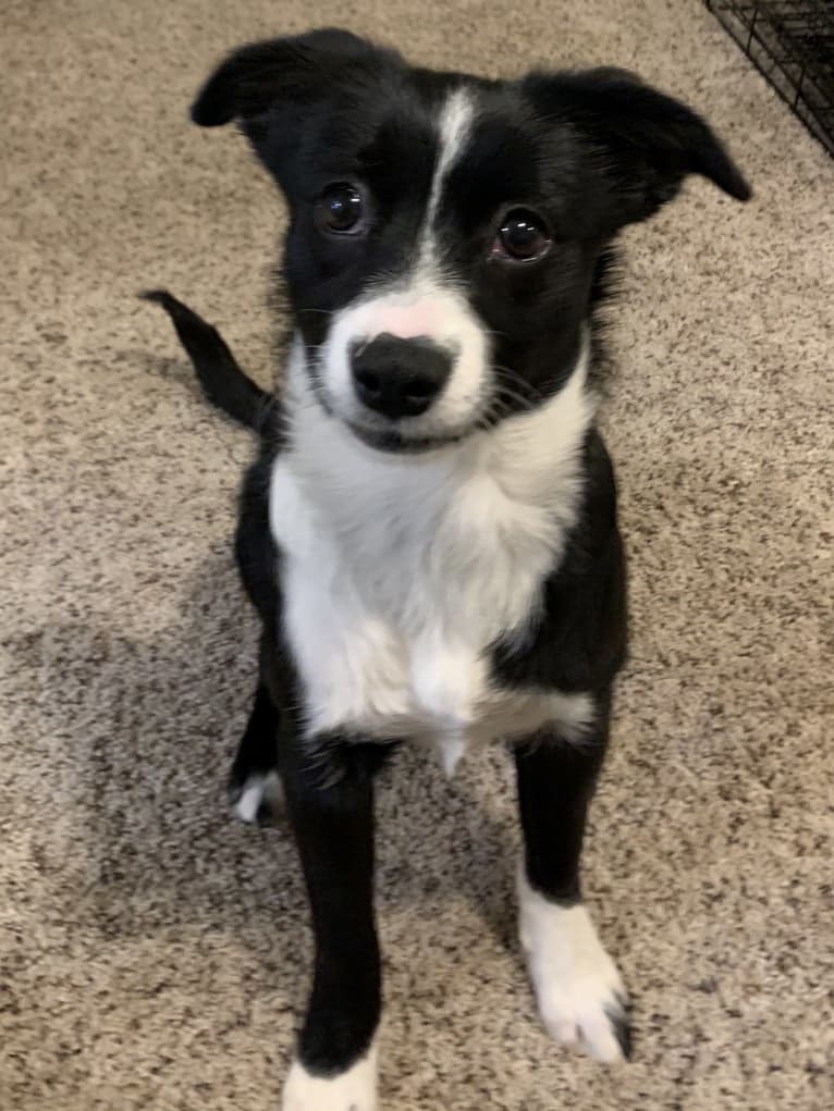 Petunia, an Australian Cattle Dog and Beagle mix tested with EmbarkVet.com