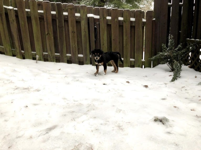 Felicia, a Chow Chow and Doberman Pinscher mix tested with EmbarkVet.com