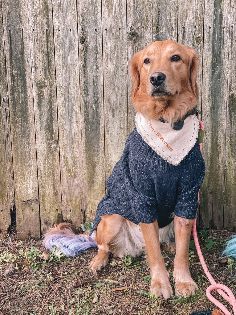 Marley, a Golden Retriever tested with EmbarkVet.com