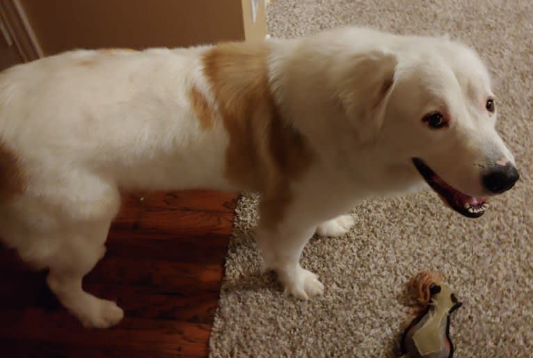 Bear, a Great Pyrenees and Labrador Retriever mix tested with EmbarkVet.com