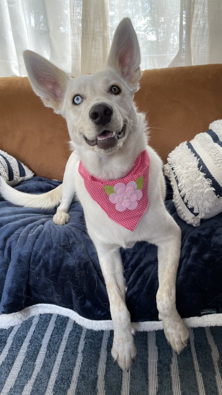 Princess Luna Rose, an Australian Cattle Dog and Siberian Husky mix tested with EmbarkVet.com