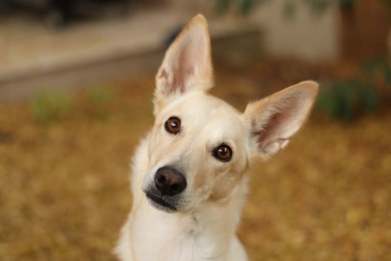 Cody, an Arabian Village Dog tested with EmbarkVet.com