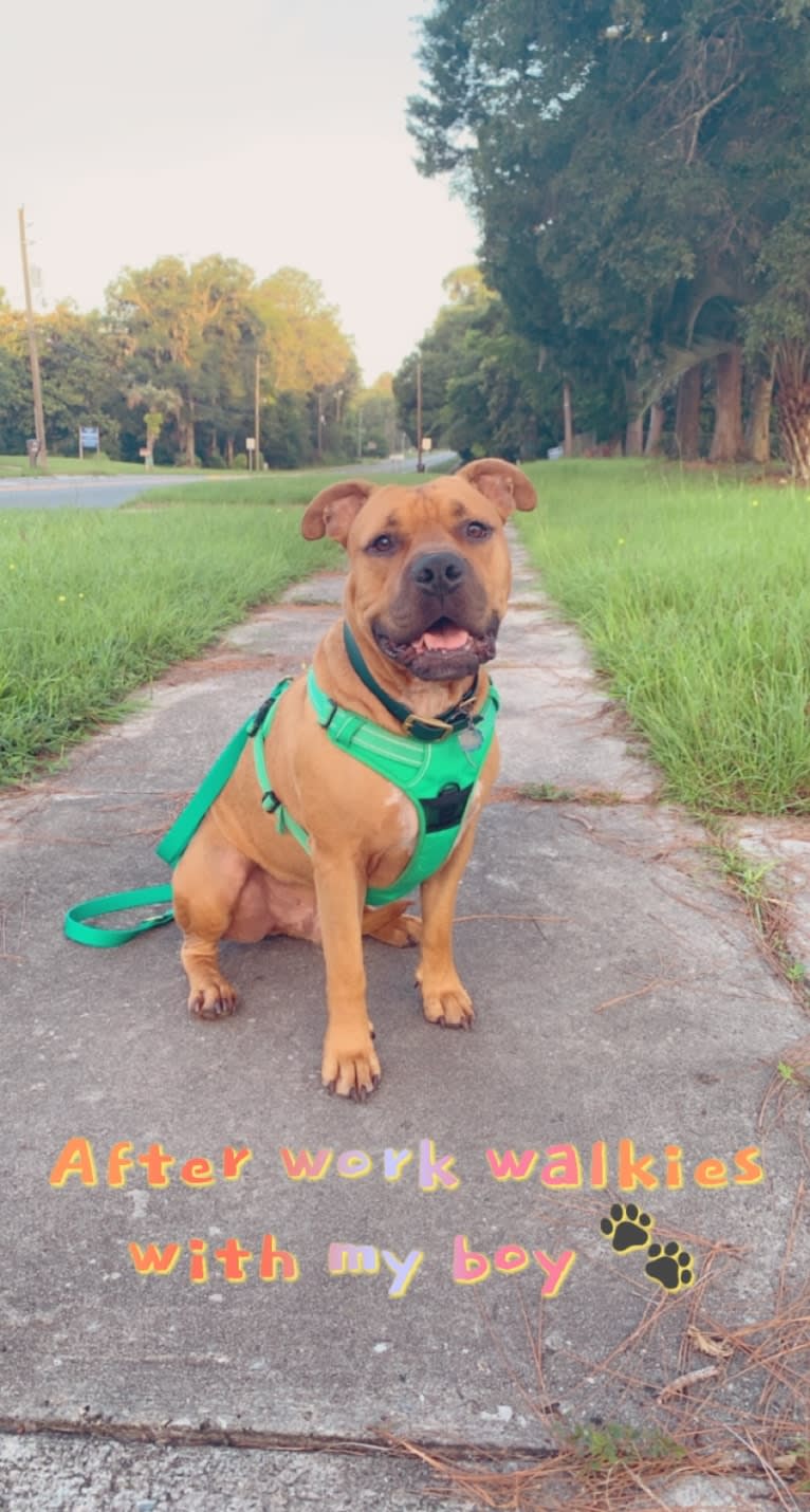 Gus, an American Bully and American Bulldog mix tested with EmbarkVet.com