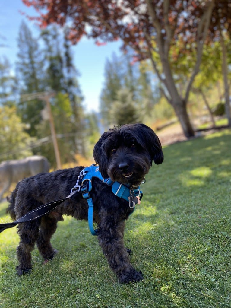 Moe, a Poodle (Small) and Bichon Frise mix tested with EmbarkVet.com