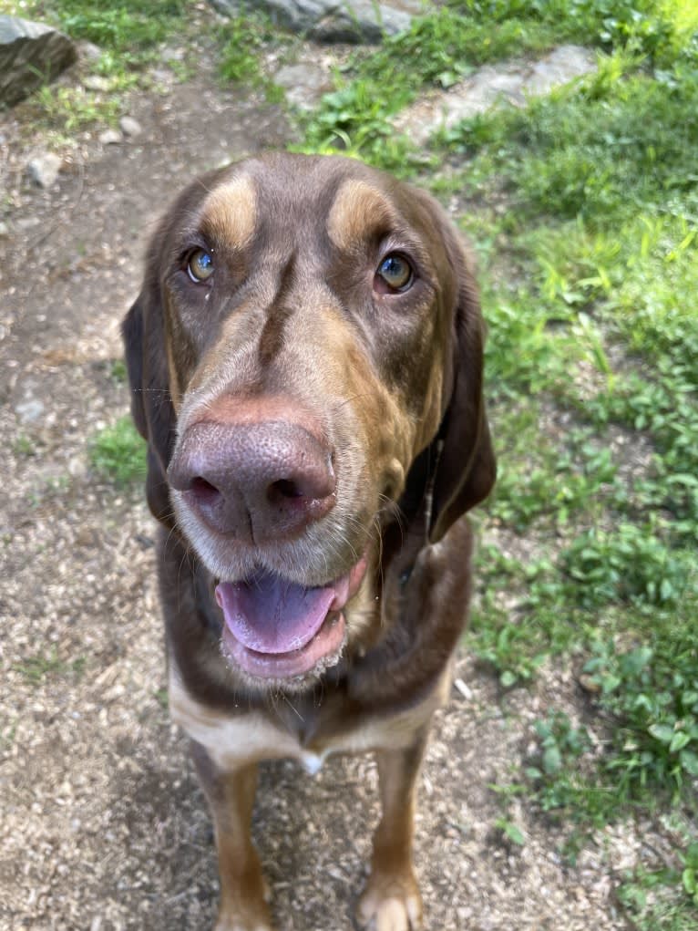 Hank, a Bloodhound and Labrador Retriever mix tested with EmbarkVet.com