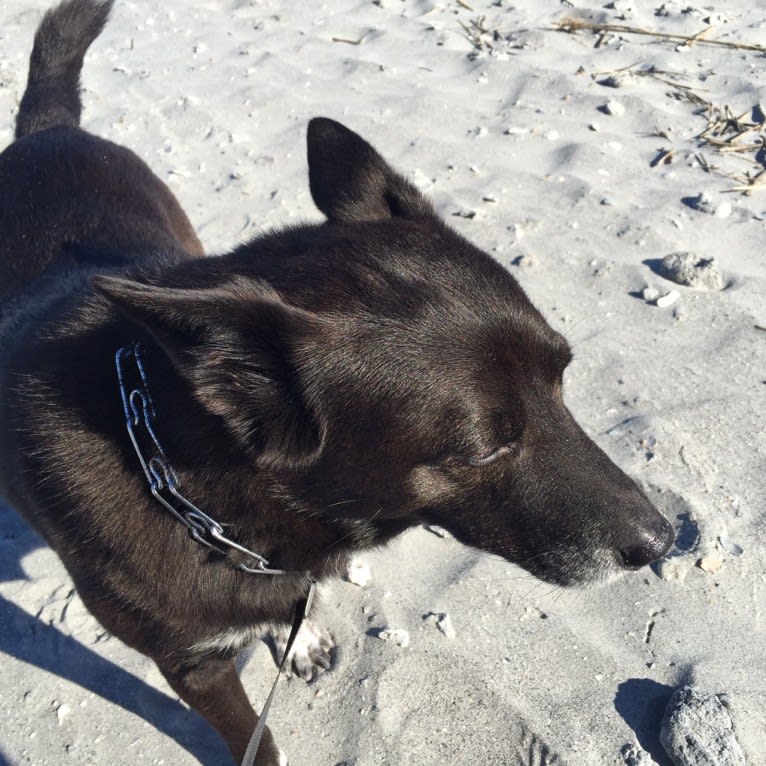 Fox, a Chow Chow and Australian Cattle Dog mix tested with EmbarkVet.com