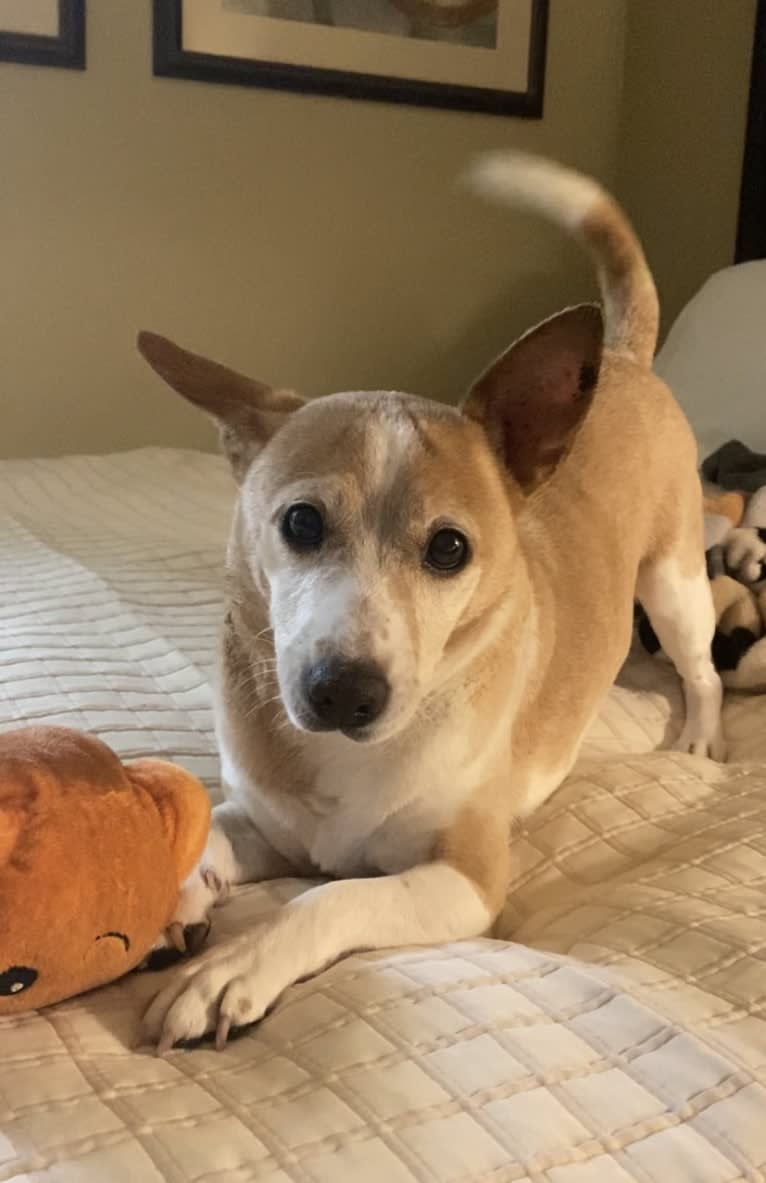 Nancy, a Chihuahua and Great Pyrenees mix tested with EmbarkVet.com
