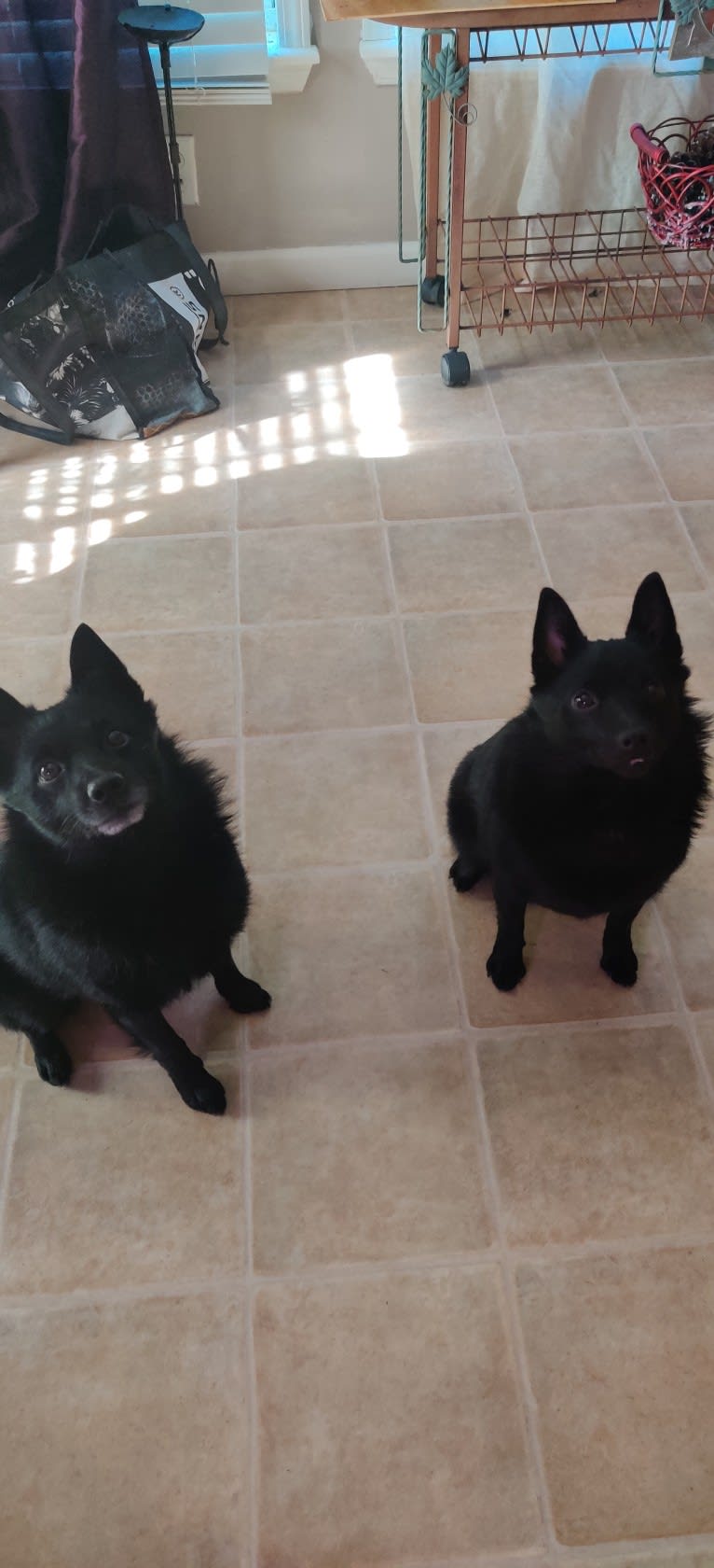 Zala or Txiki, a Schipperke tested with EmbarkVet.com