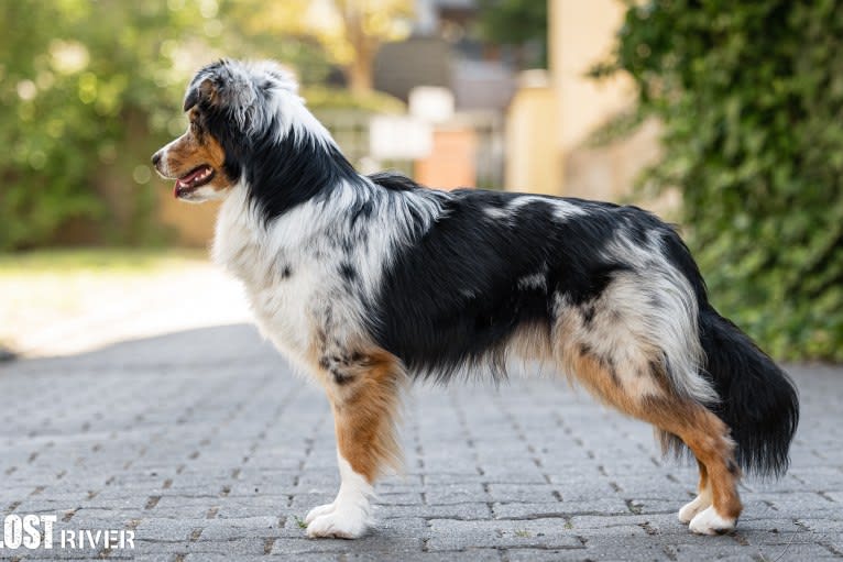 Bellamy, an Australian Shepherd tested with EmbarkVet.com