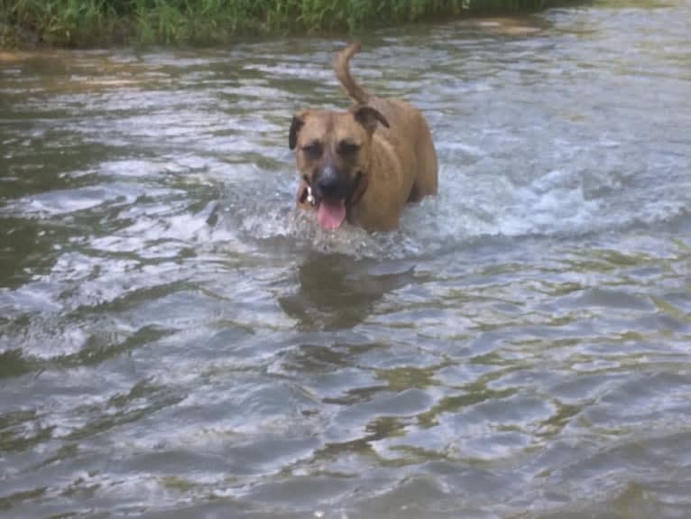 Chubs, an American Bulldog and Siberian Husky mix tested with EmbarkVet.com