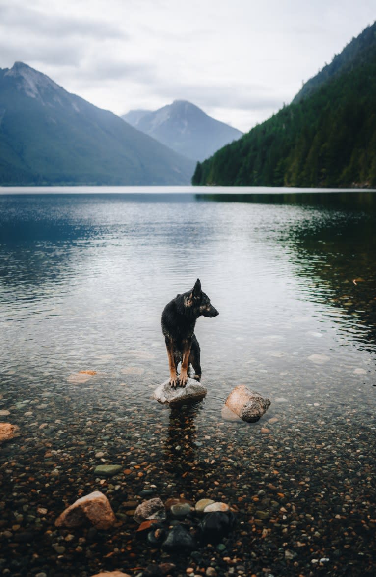 Dino, a German Shepherd Dog tested with EmbarkVet.com