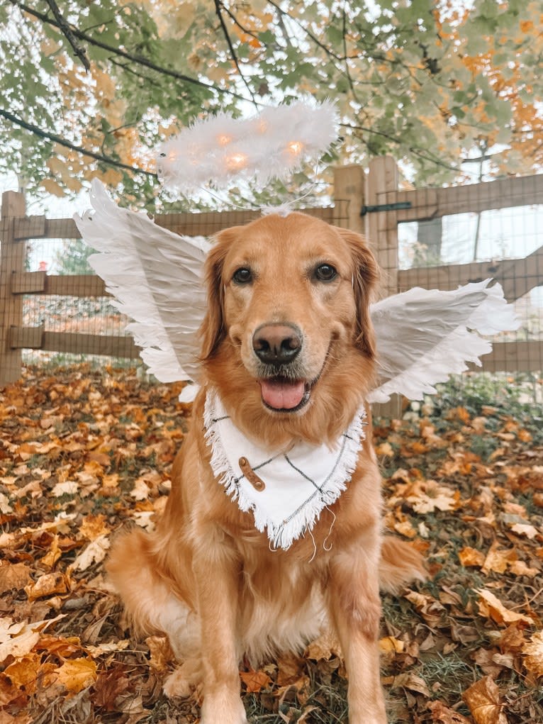 Marley, a Golden Retriever tested with EmbarkVet.com