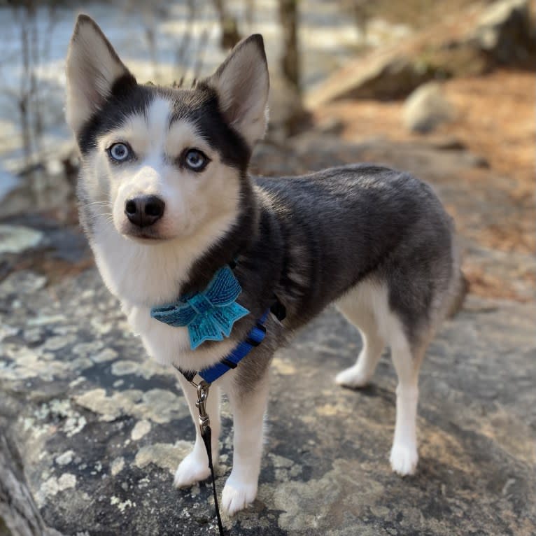 SKADI, a Pomsky tested with EmbarkVet.com