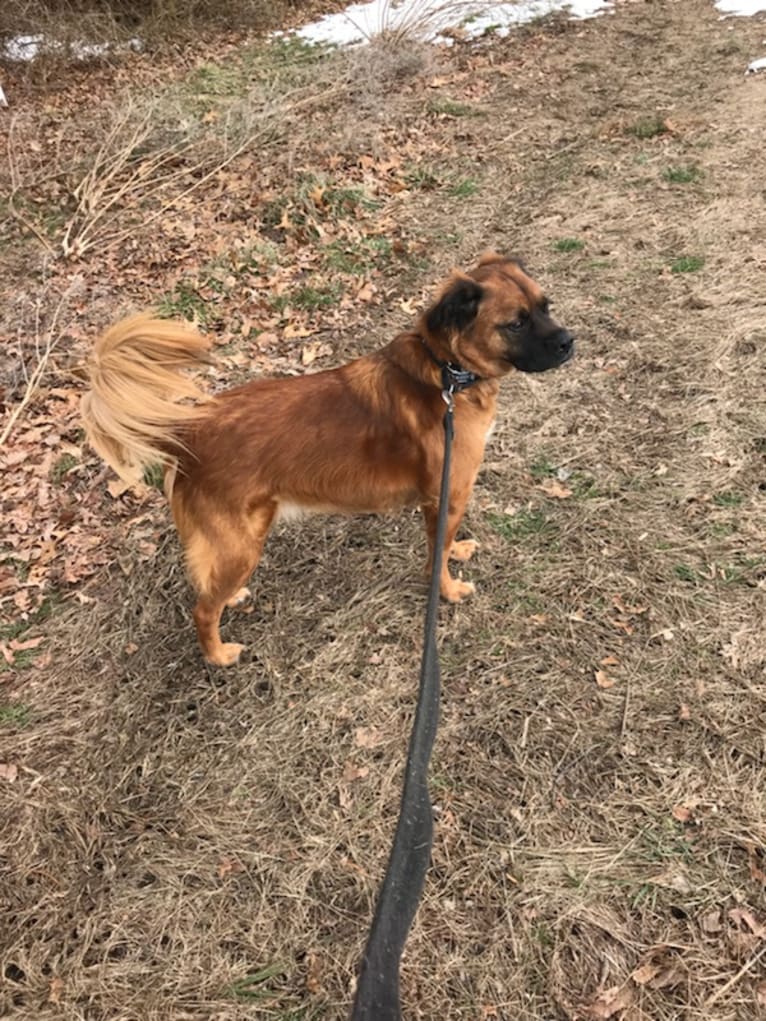 Buddy, an American Pit Bull Terrier and Miniature/MAS-type Australian Shepherd mix tested with EmbarkVet.com