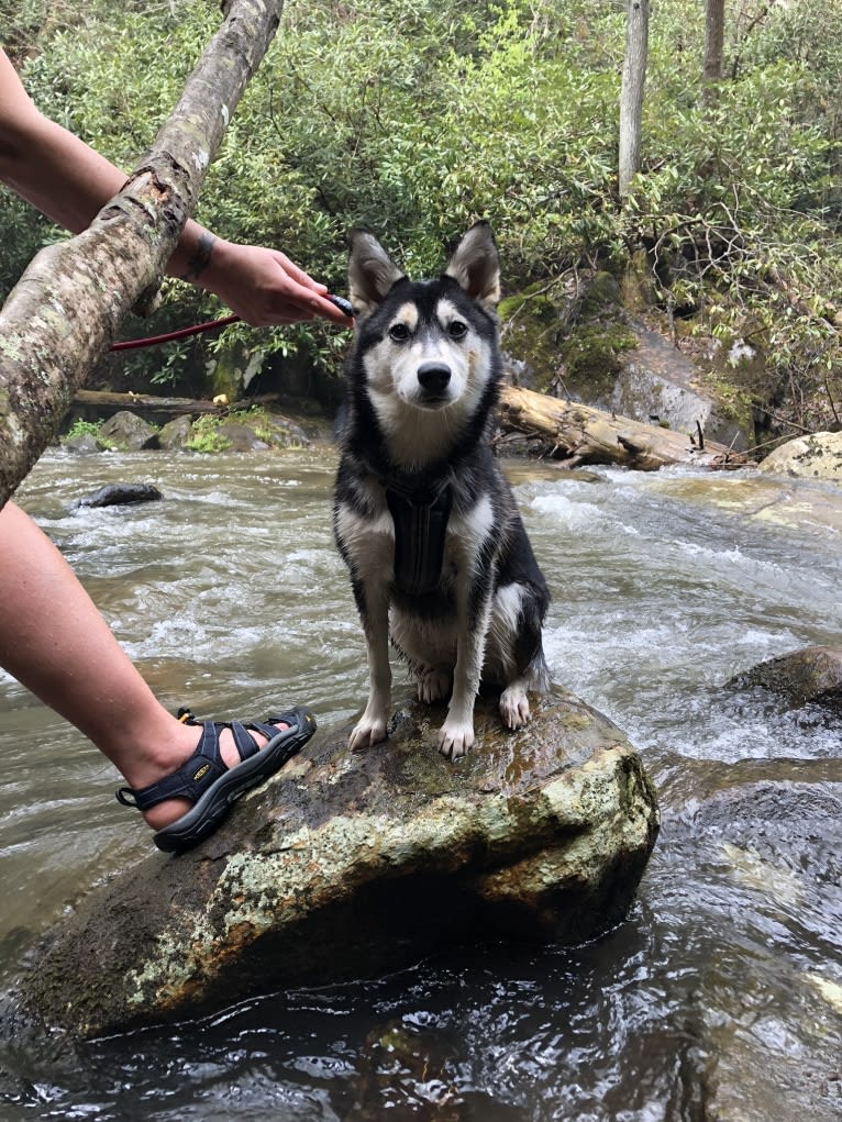 May, an Alaskan Klee Kai and Shiba Inu mix tested with EmbarkVet.com