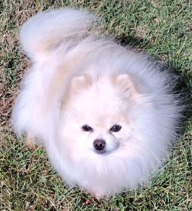 Avalanche, a Pomeranian tested with EmbarkVet.com