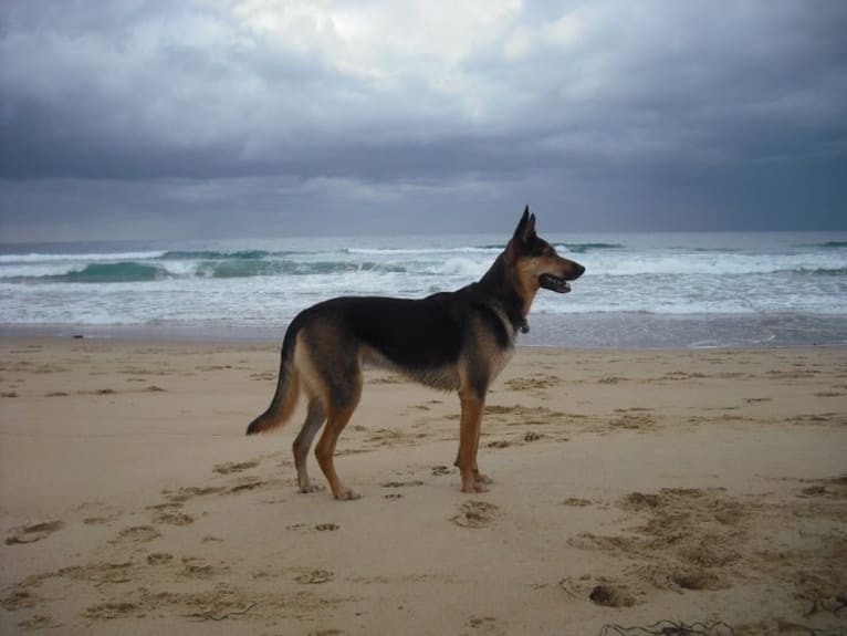 Rohan, an Australian Kelpie and German Shepherd Dog mix tested with EmbarkVet.com