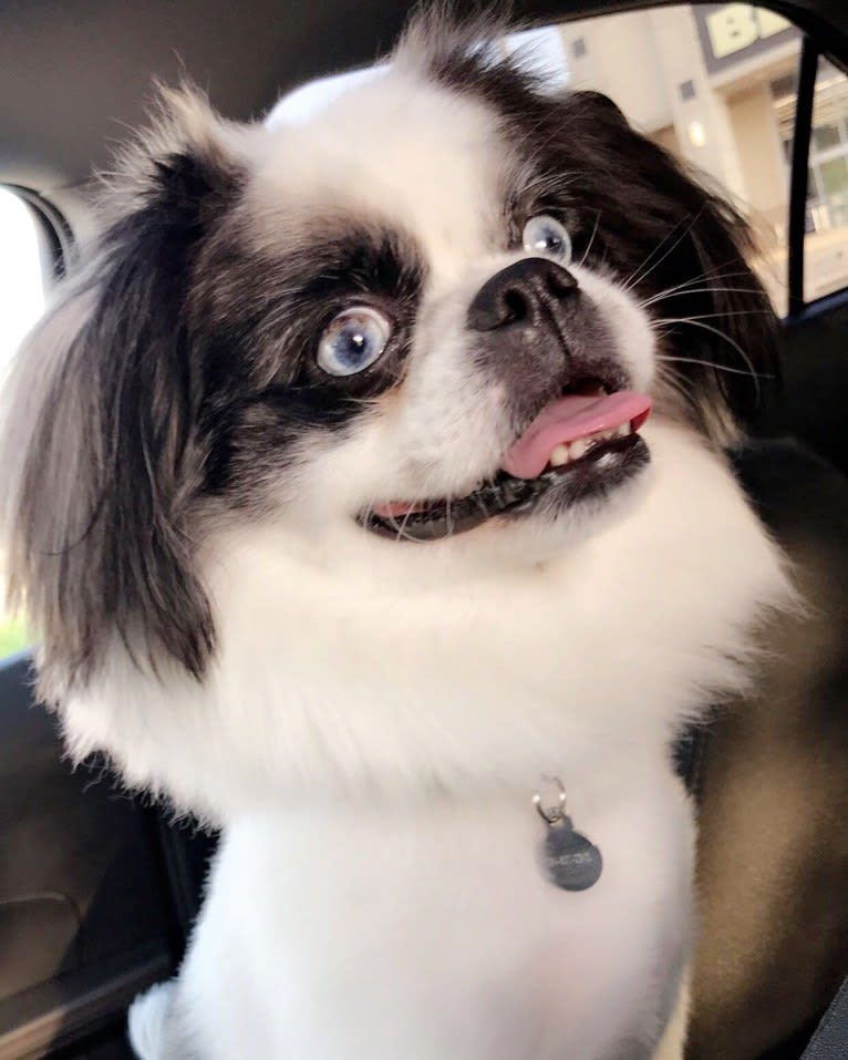 Poe, a Pekingese and Pomeranian mix tested with EmbarkVet.com