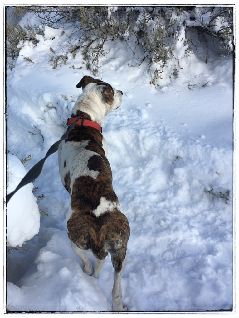 Tasha, an American Pit Bull Terrier and American Staffordshire Terrier mix tested with EmbarkVet.com