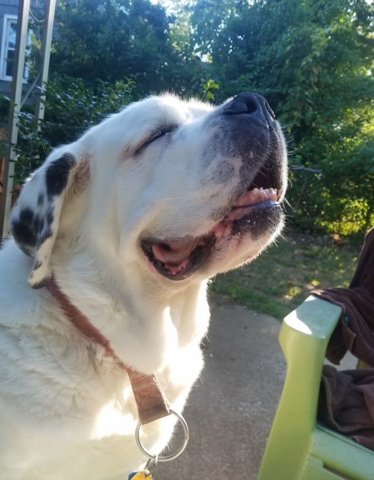 Lucy, a Saint Bernard tested with EmbarkVet.com