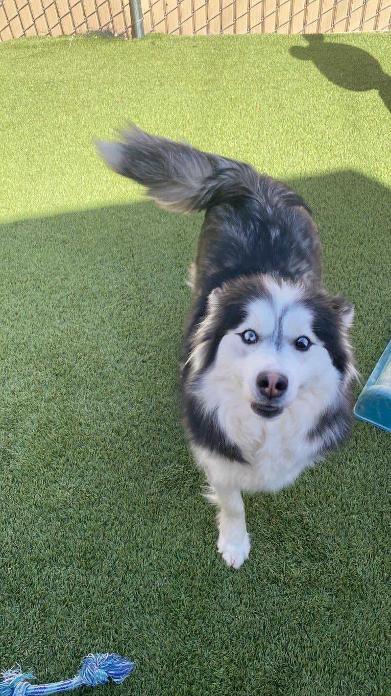 Snow Ball, a Siberian Husky and Pomeranian mix tested with EmbarkVet.com