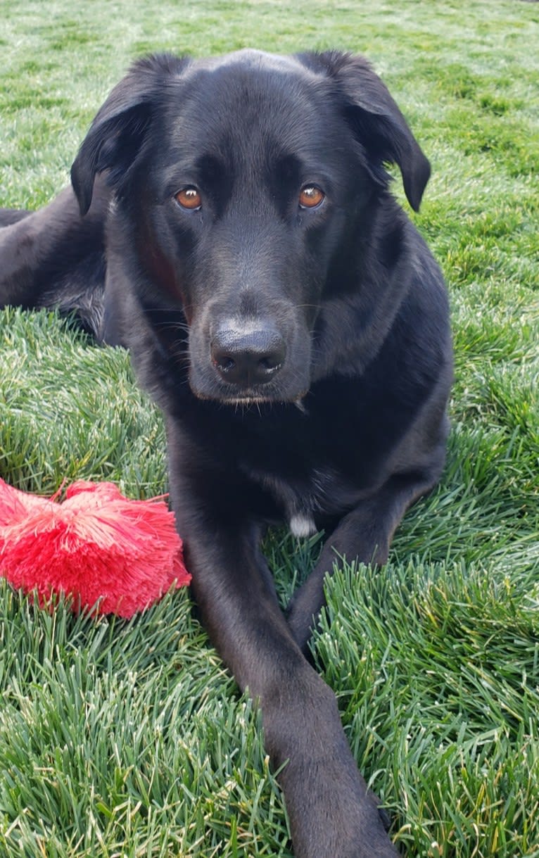 Luna, a Labrador Retriever and American Pit Bull Terrier mix tested with EmbarkVet.com