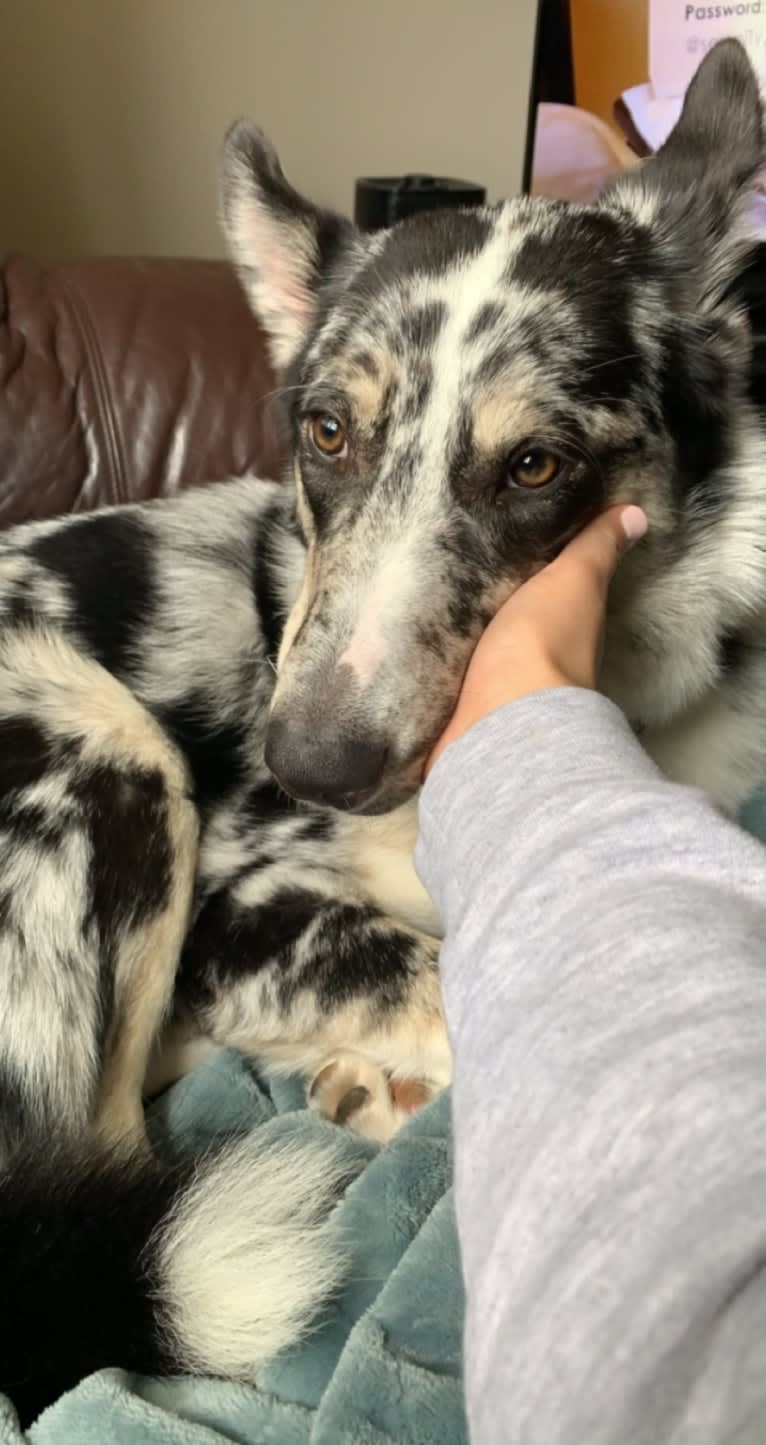 Carmen, a Collie and Siberian Husky mix tested with EmbarkVet.com