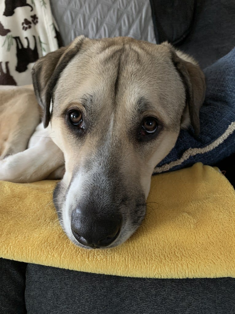 Riggs, a Great Pyrenees and American Pit Bull Terrier mix tested with EmbarkVet.com