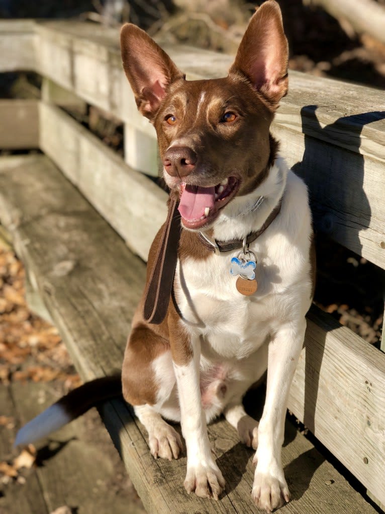 Gemini, a Border Collie and Australian Shepherd mix tested with EmbarkVet.com