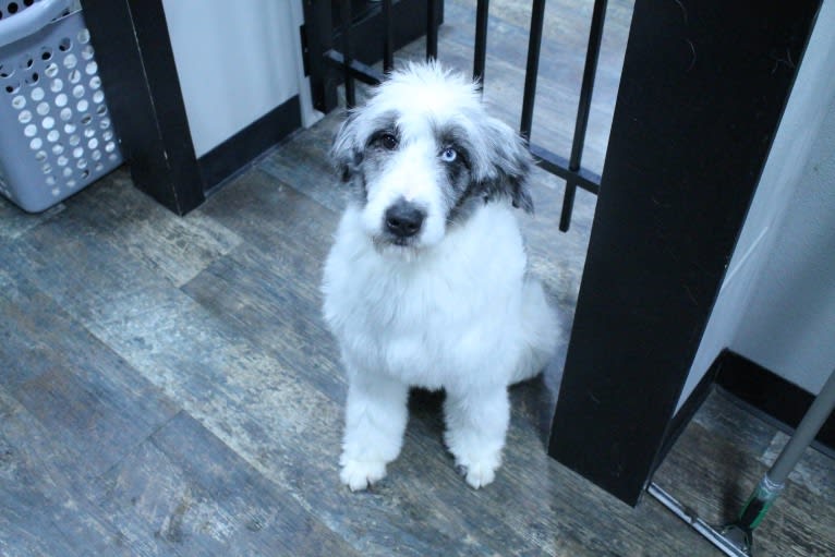 Funfetti, a Poodle (Standard) and Australian Shepherd mix tested with EmbarkVet.com