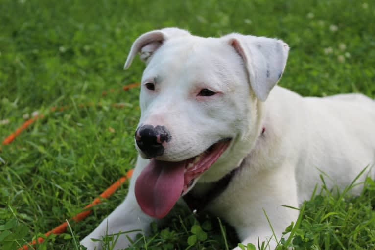 Winnie, an American Pit Bull Terrier and American Staffordshire Terrier mix tested with EmbarkVet.com