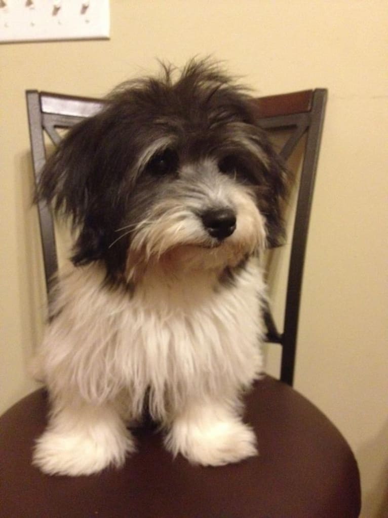 Phoenix, a Coton de Tulear tested with EmbarkVet.com