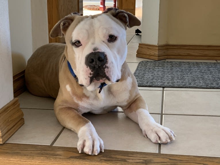 Rambo, an American Bully tested with EmbarkVet.com