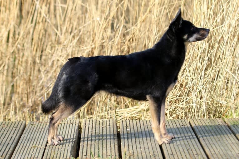 Iirtu, a Lapponian Herder tested with EmbarkVet.com