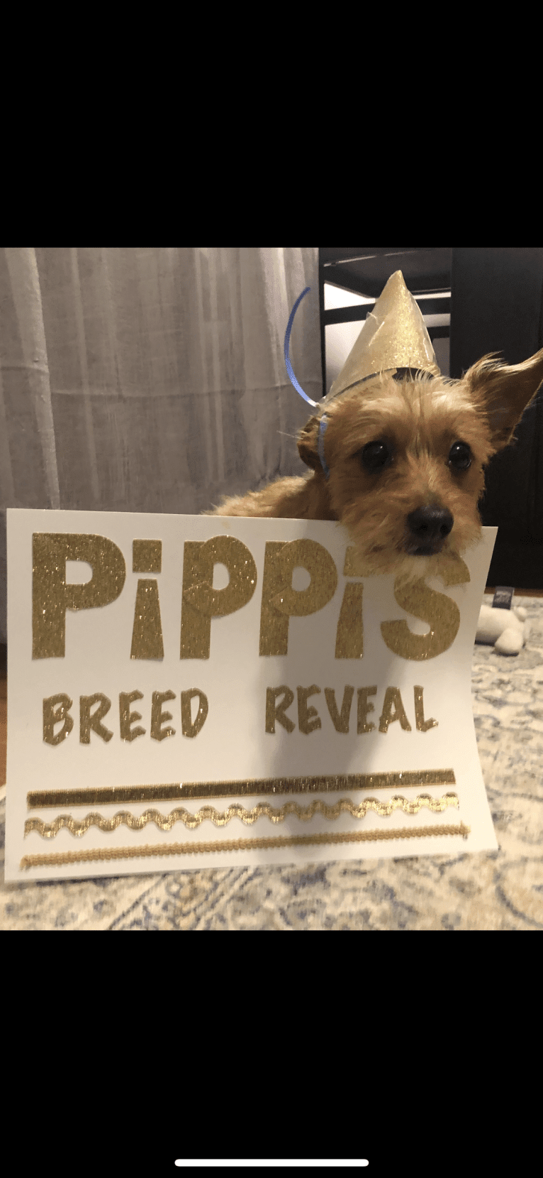 Pippi, a Dachshund and Shih Tzu mix tested with EmbarkVet.com