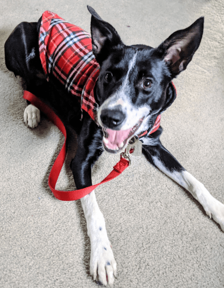 Pepper, an American Pit Bull Terrier and German Shepherd Dog mix tested with EmbarkVet.com