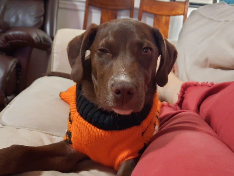 Valkyrie, a Golden Retriever and Labrador Retriever mix tested with EmbarkVet.com