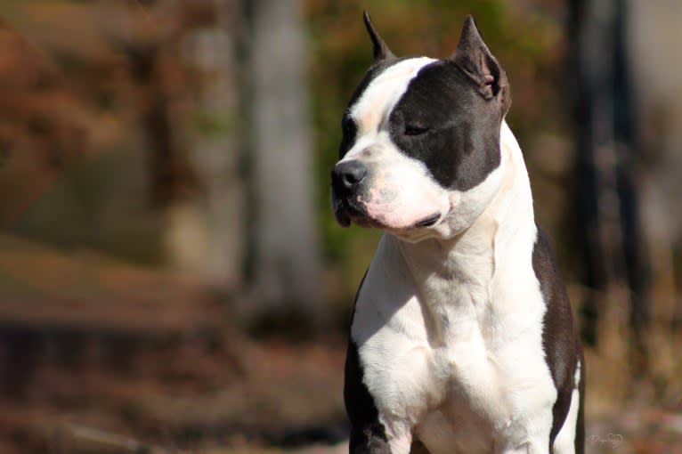Zodiac, an American Staffordshire Terrier tested with EmbarkVet.com