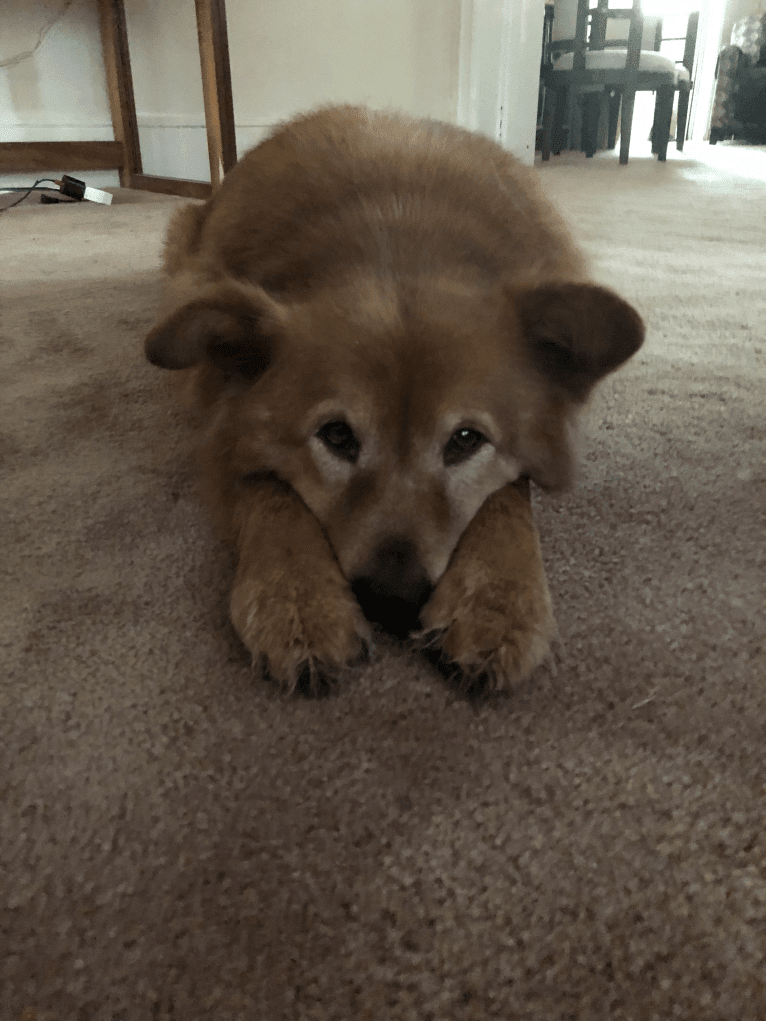 Sunny, a Chow Chow and Australian Cattle Dog mix tested with EmbarkVet.com