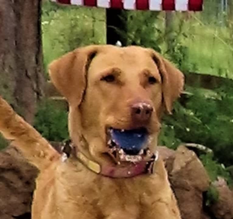 Epic, a Chesapeake Bay Retriever tested with EmbarkVet.com