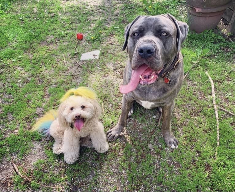 Bronson, a Cane Corso tested with EmbarkVet.com