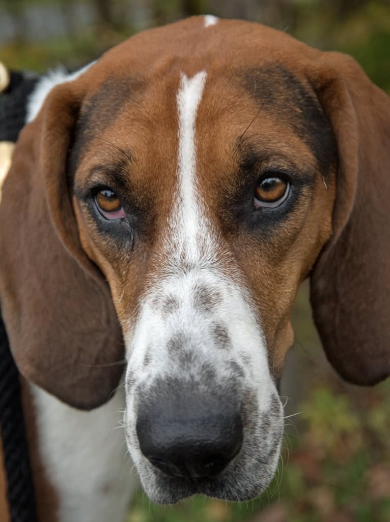 Murphy, a Treeing Walker Coonhound tested with EmbarkVet.com